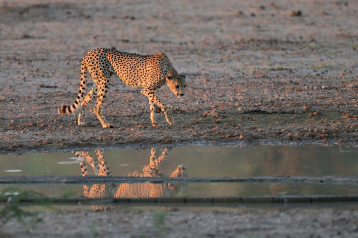 Female Cheetah @ Urikaruus
