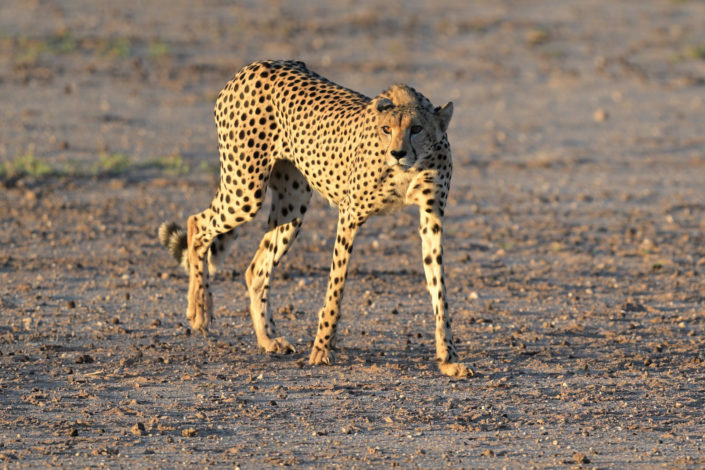 Kgalagadi 2025