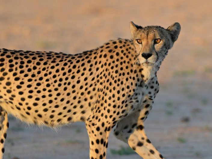 Kgalagadi-2025