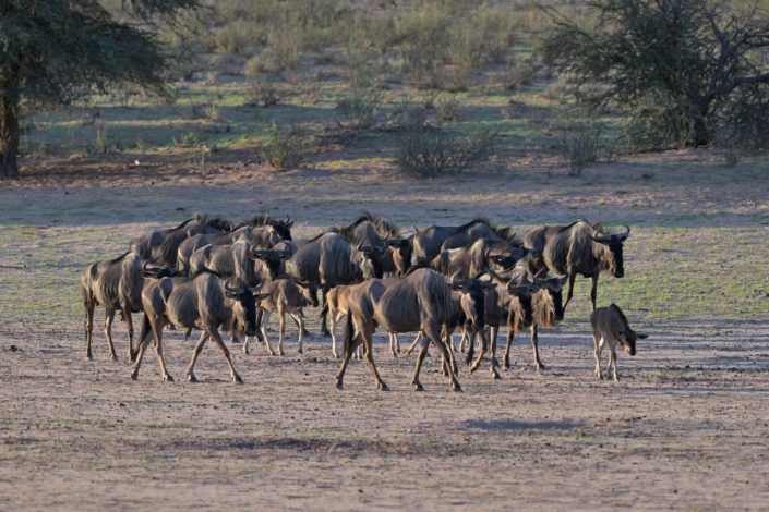 Blue Wildebeest @ Urikaruus