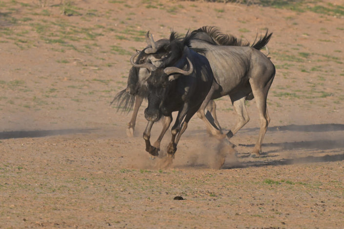 Kgalagadi 2025