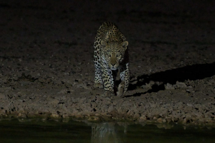 Young male Leopard @ Urikaruus