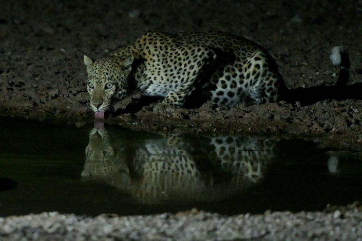 Kgalagadi 2025