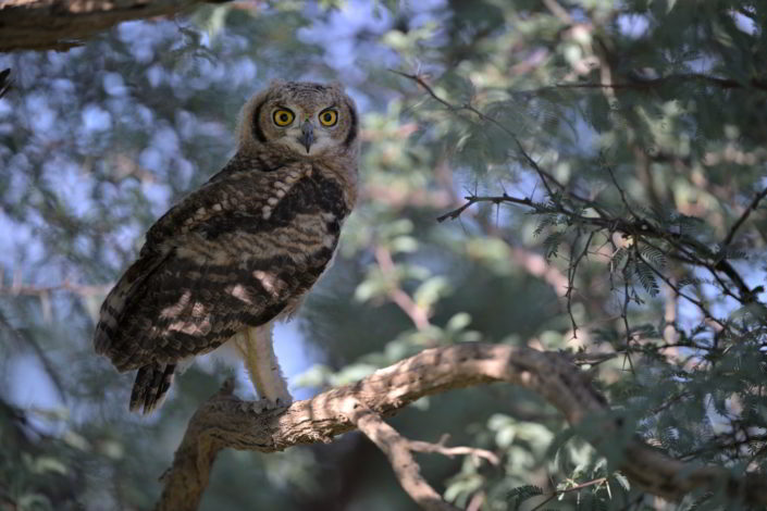 Juvenile Spotted Eagle-Owl