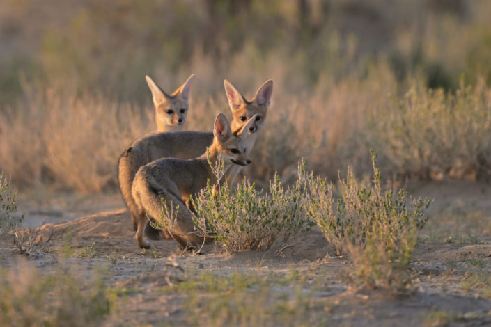 Cape Fox family