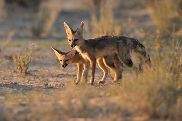 Kgalagadi 2025