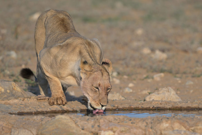 Lioness @ Leeuwdril