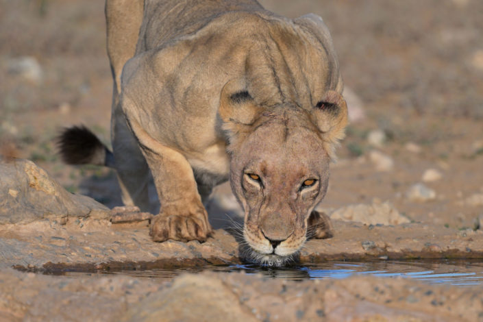 Kgalagadi 2025