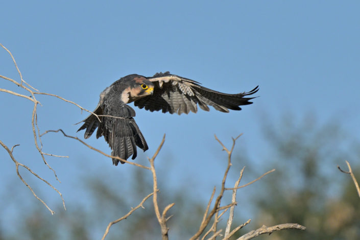 Lanner Falcon