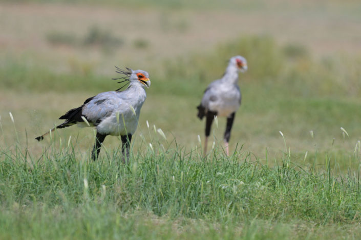 Secretary-Birds