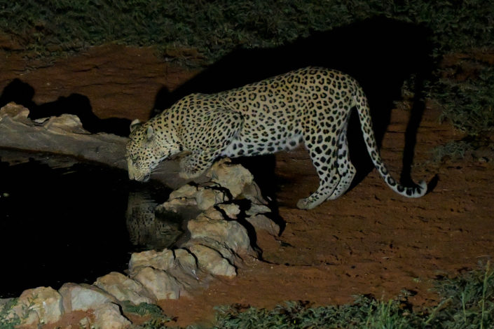 Leopard @ Kieliekrankie