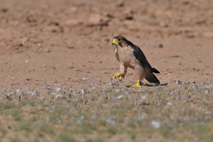 Kgalagadi Birds