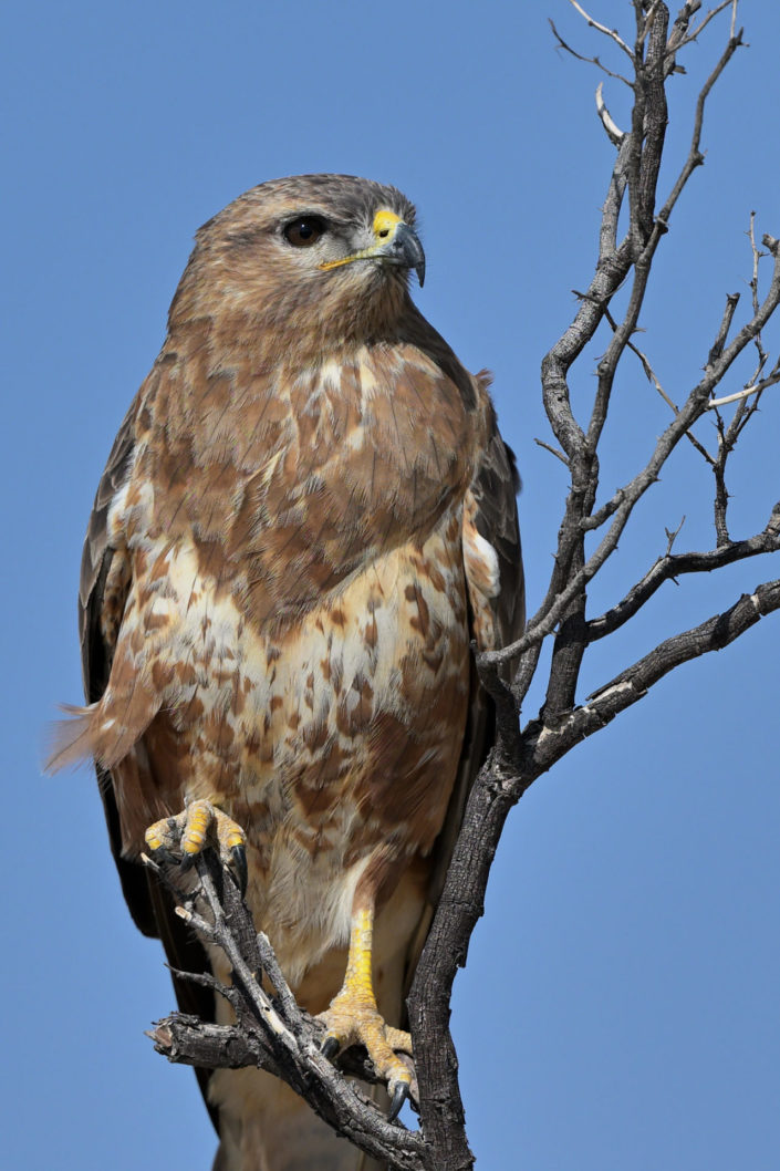 Steppe Buzzard