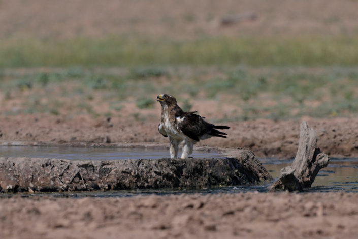 Booted Eagle