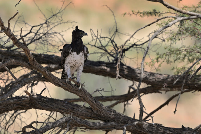 Kgalagadi Birds Martial Eagle