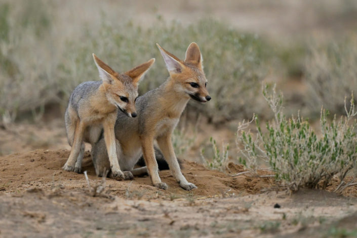 Kgalagadi 2025
