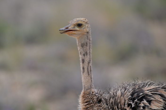 Kgalagadi Birds