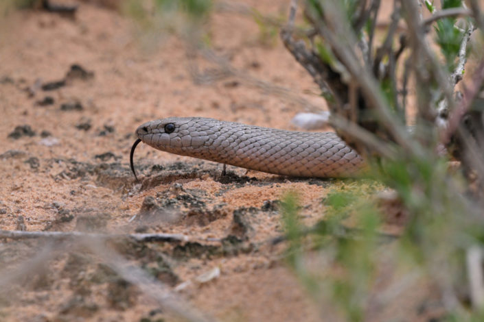 Black Mamba