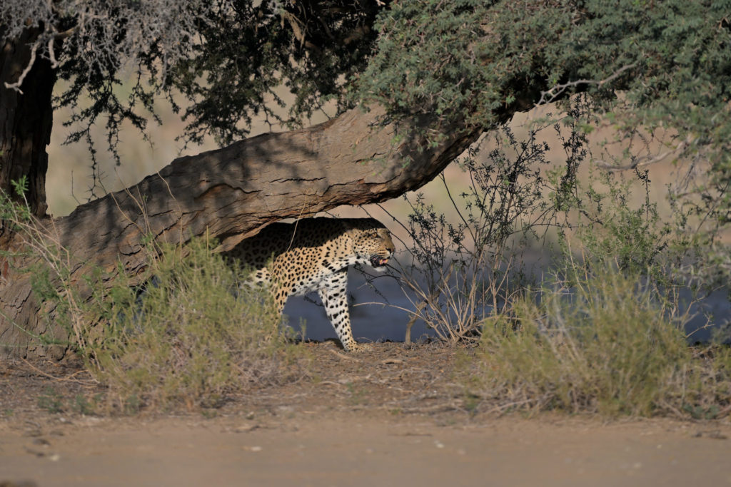 Leopard vs Cheetah