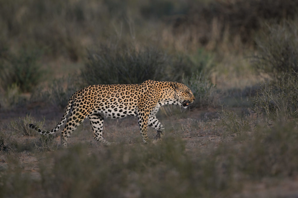 Leopard vs Cheetah