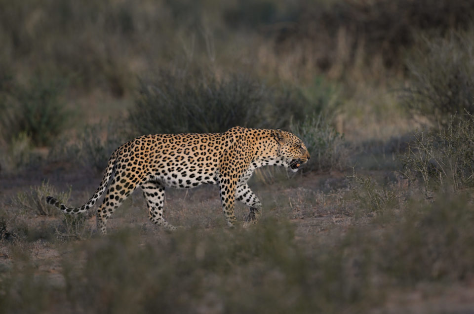Leopard vs Cheetah