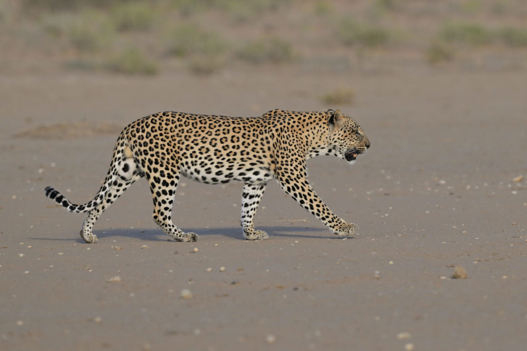Leopard vs Cheetah