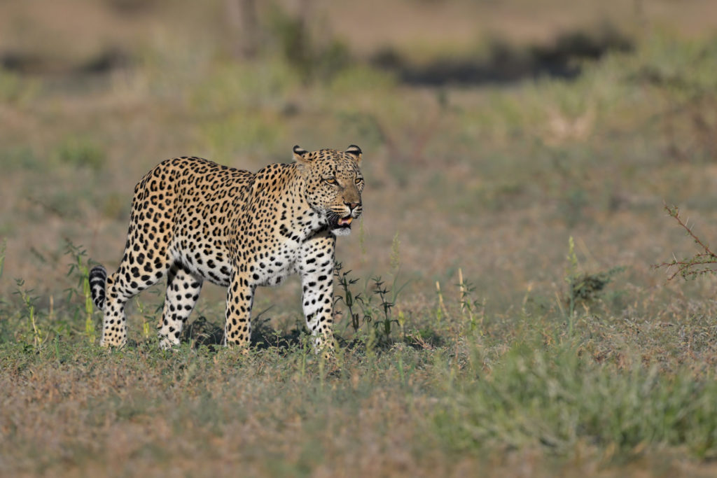 Leopard vs Cheetah