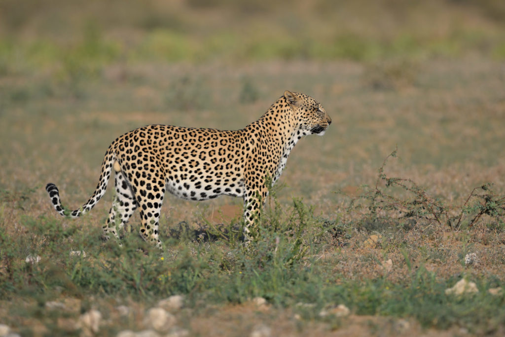 Leopard vs Cheetah