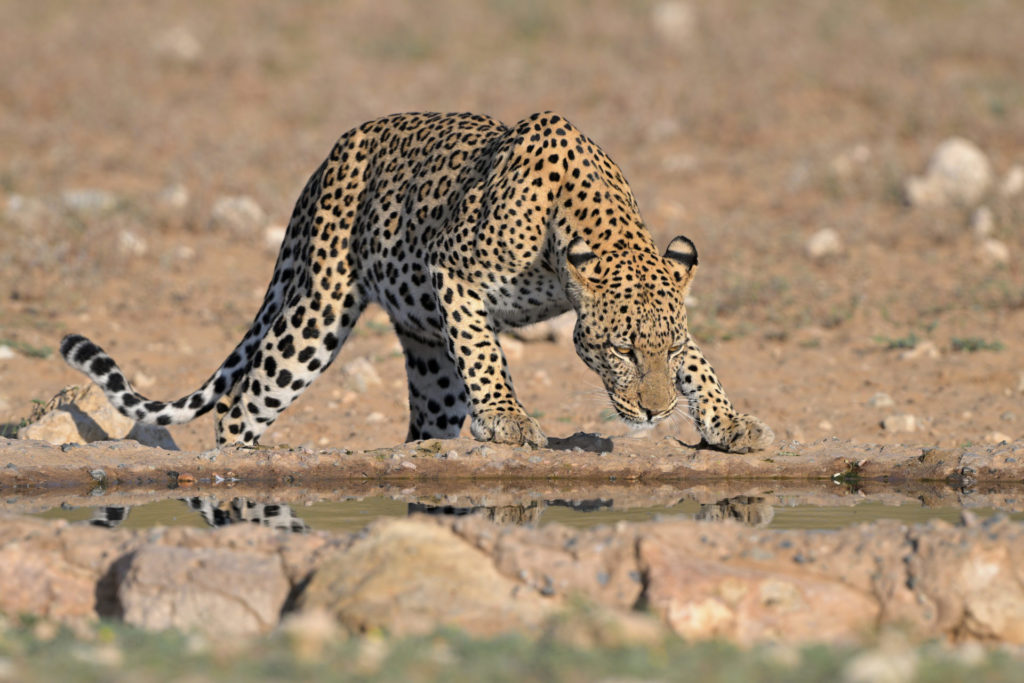 Leopard vs Cheetah