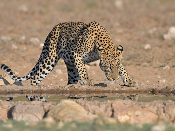 Leopard Leeuwdril