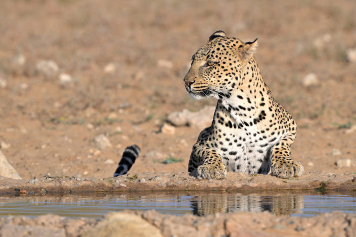 Male Leopard @ Leeuwdril