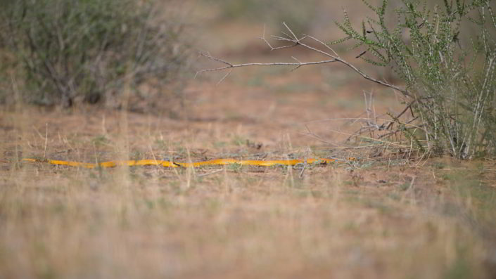 Cape Cobra
