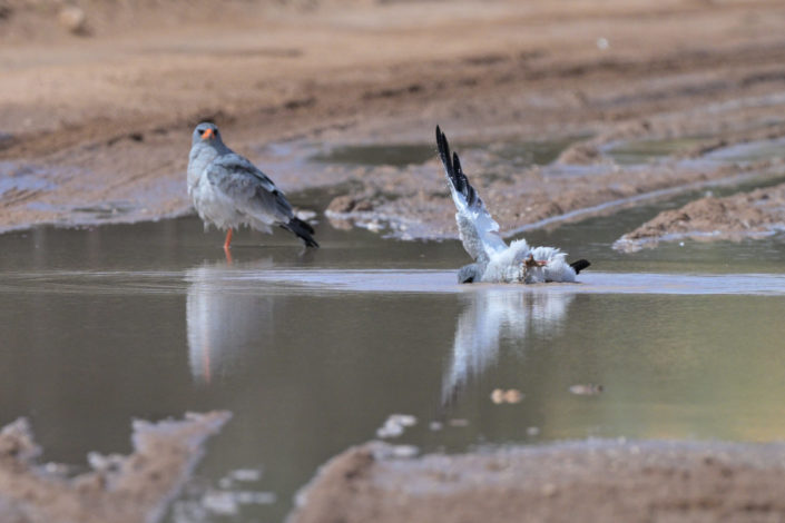 Southern Pale Chanting Goshawk