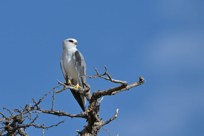 Black-shouldered Kite