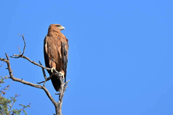 Tawny Eagle