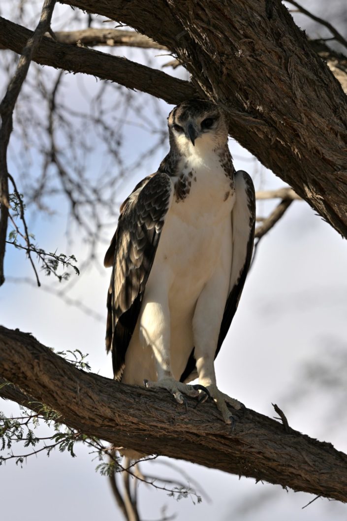 Juvenile Snake Eagle, Auob Valley, Kgalagadi