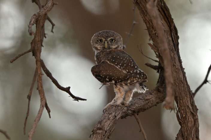 Pearl-spotted Owlet