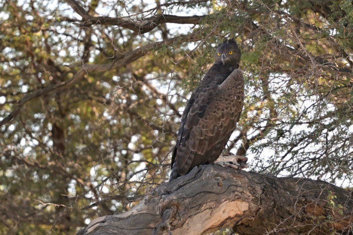 Brown Snake Eagle