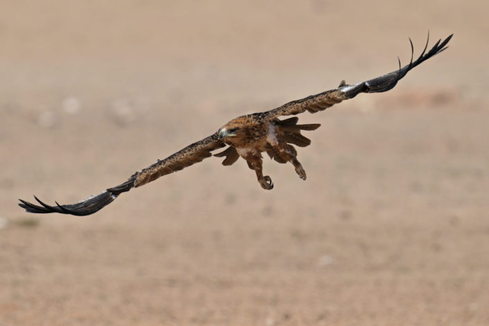 Kgalagadi Birds