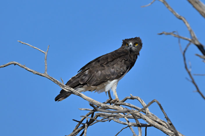 Black-chested Snake Eagle