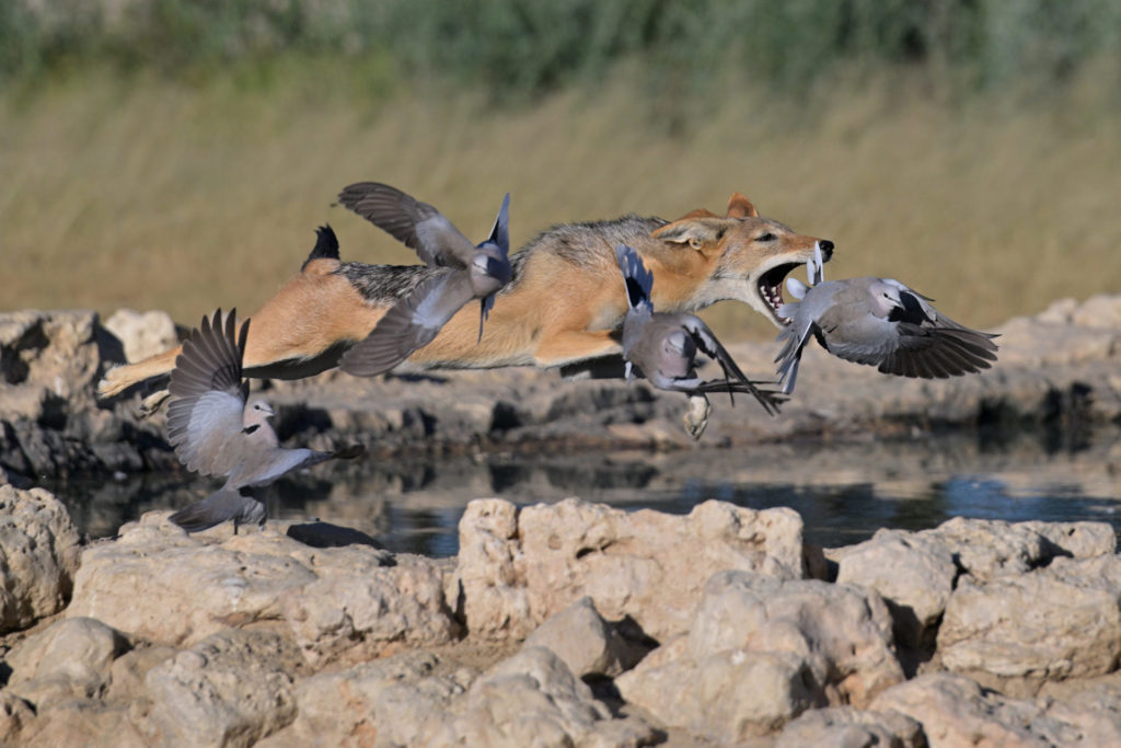 Schakal jagt Tauben im Kgalagadi