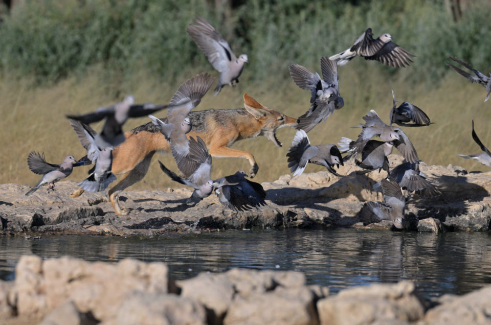 Schakal jagt Tauben im Kgalagadi