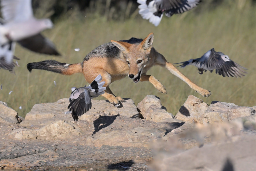 Schakal jagt Tauben im Kgalagadi