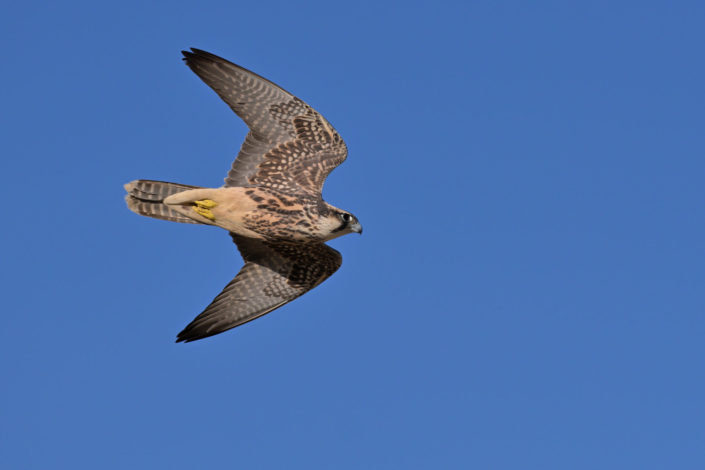 Lanner Falke, diesmal erfolglos