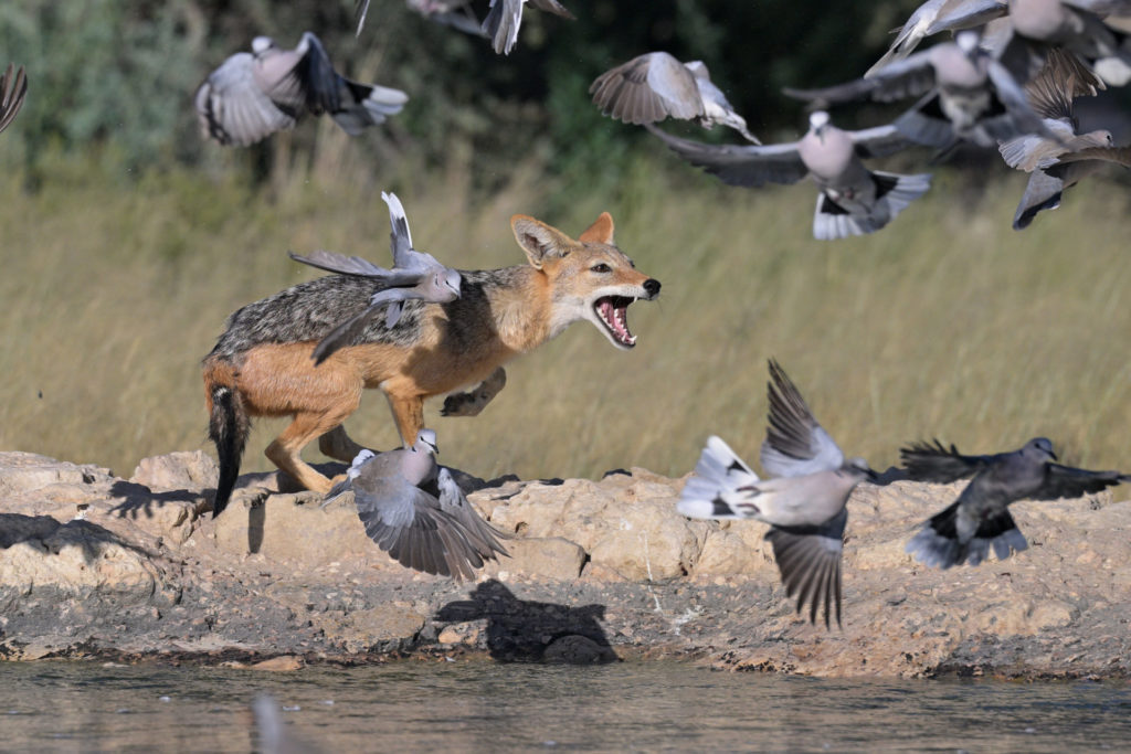 Schakal jagt Tauben im Kgalagadi