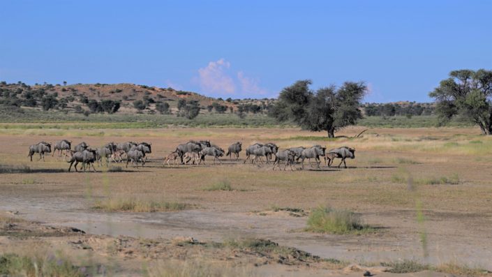 Kgalagadi Transfrontier Park