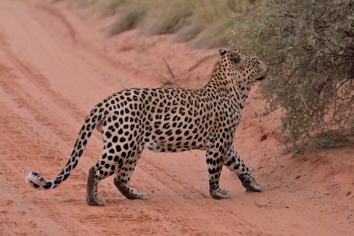 Leopard im Regen