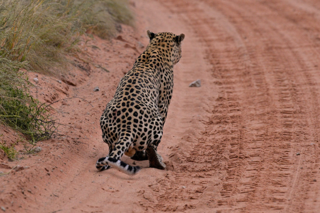 Leopard im Regen