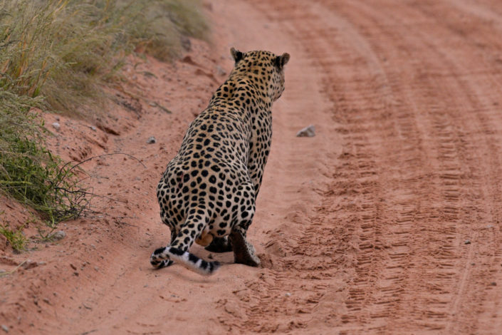 Leopard im Regen