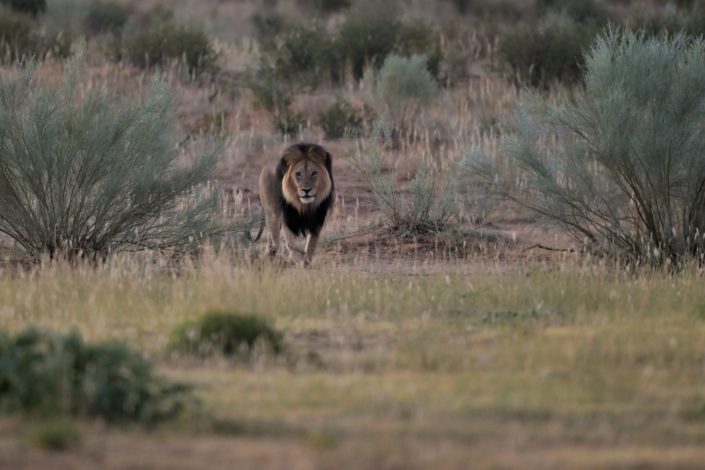Kgalagadi Transfrontier Park